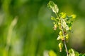 Small gooseberry fruits in spring. Close-up Royalty Free Stock Photo