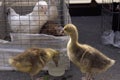 Small goslings drink water from a glass jar on the farm market