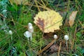 Small graceful mushrooms in the grass and yellow leaf of aspen