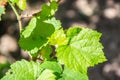 Small fresh green leaves of grapevine. Close-up of flowering grape vines, grapes bloom during theday. Agriculture Royalty Free Stock Photo