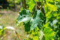 Small fresh green leaves of grapevine. Close-up of flowering grape vines, grapes bloom during theday. Agriculture Royalty Free Stock Photo