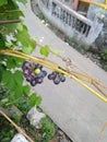 A small grape plant bearing fruit