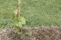 Small grape seedling on a background of straw