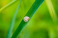 small Grape snail on the grass. A useful creation for the garden Royalty Free Stock Photo
