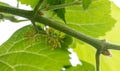 Small grapes. Grapevine with baby grapes and flowers. Baby Grapes. Small flower buds. Grape flower buds