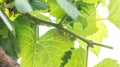 Small grapes. Grapevine with baby grapes and flowers. Baby Grapes. Small flower buds. Grape flower buds