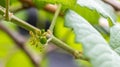 Small grapes. Grapevine with baby grapes and flowers. Baby Grapes. Small flower buds. Grape flower buds