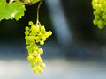 Small grapvine hanging in a vinyard Royalty Free Stock Photo