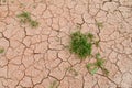 SMall grass on desert dry soil with cracks Royalty Free Stock Photo