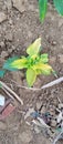 small grass with greenish yellow leaves that are so beautiful