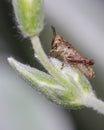 Small Grass hopper on a succulent plant