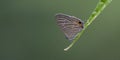 Small Grass Jewel Butterfly sitting on leaf