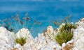 Small grass on the rock with blue clear sea water.