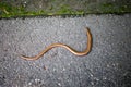 A small grass snake on an asphalt road. Viper on the road in Central Europe Royalty Free Stock Photo