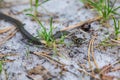 A small grass snake Natrix crawls in the forest on the forest sandy soil close-up. Horizontal orientation. High quality Royalty Free Stock Photo