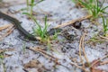 A small grass snake Natrix crawls in the forest on the forest sandy soil close-up. Horizontal orientation. High quality Royalty Free Stock Photo