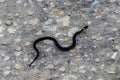 Small Grass Snake Natrix Natrix on asphalt road