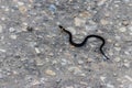 Small Grass Snake Natrix Natrix on asphalt road Royalty Free Stock Photo