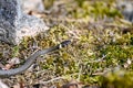 small grass snake a sunny warm day in may Royalty Free Stock Photo