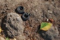 A small grass snake is wriggling on the ground and crawling to a leaf. Autumn time Royalty Free Stock Photo