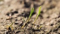 Small grass sprout in soil in nature