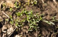 Small grass sprout in soil in nature