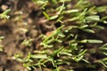 Small grass sprout in soil in nature