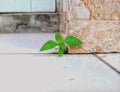 Small Grass Sprouting in the Cracks of White Ceramic Tiles at the Wall Corner.