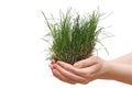 Small grass on woman hand.