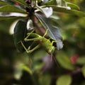 A small grasshopper animal that perches on a beautiful leaf stalk