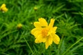 Small grasshopper on beautiful yellow flowers is a natural sight.