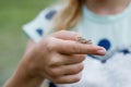 Small grasshopper close-up on the hand of the girl traveler. Wildlife exploration by a young naturalist. Royalty Free Stock Photo