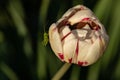 A small grasshopper on a flower. Cute grasshopper on the bud of a tulip. Green grasshopper on white with red tulip bud Royalty Free Stock Photo