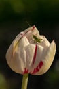 A small grasshopper on a flower. Cute grasshopper on the bud of a tulip. Green grasshopper on white with red tulip bud Royalty Free Stock Photo