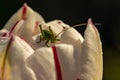 A small grasshopper on a flower. Cute grasshopper on the bud of a tulip. Green grasshopper on white with red tulip bud Royalty Free Stock Photo