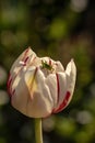 A small grasshopper on a flower. Cute grasshopper on the bud of a tulip. Green grasshopper on white with red tulip bud Royalty Free Stock Photo