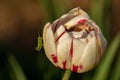 A small grasshopper on a flower. Cute grasshopper on the bud of a tulip. Green grasshopper on white with red tulip bud Royalty Free Stock Photo