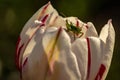 A small grasshopper on a flower. Cute grasshopper on the bud of a tulip. Green grasshopper on white with red tulip bud Royalty Free Stock Photo