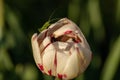 A small grasshopper on a flower. Cute grasshopper on the bud of a tulip. Green grasshopper on white with red tulip bud Royalty Free Stock Photo