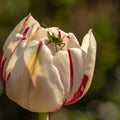 A small grasshopper on a flower. Cute grasshopper on the bud of a tulip. Green grasshopper on white with red tulip bud Royalty Free Stock Photo