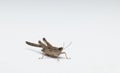 Small grasshopper front view closeup in white background stock photo