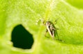 Small grasshopper on a green leaf. close-up Royalty Free Stock Photo