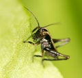 Small grasshopper on a green leaf. close-up Royalty Free Stock Photo