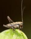 Small grasshopper on a green leaf. close-up Royalty Free Stock Photo