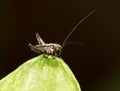 Small grasshopper on a green leaf. close-up Royalty Free Stock Photo