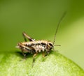 Small grasshopper on a green leaf. close-up Royalty Free Stock Photo