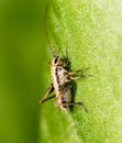 Small grasshopper on a green leaf. close-up Royalty Free Stock Photo