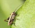 Small grasshopper on a green leaf. close-up Royalty Free Stock Photo