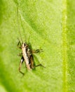 Small grasshopper on a green leaf. close-up Royalty Free Stock Photo