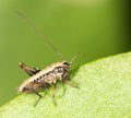 Small grasshopper on a green leaf. close-up Royalty Free Stock Photo